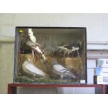 Four varieties of taxidermy pigeons in a single case, case 46.5cm x 58.5cm