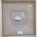 Archibald Thorburn Study of a Gannet Watercolour and white Initialled A.T. 9cm x 10cm