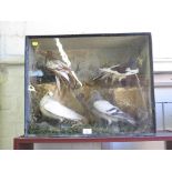 Four varieties of taxidermy pigeons in a single case, case 46.5cm x 58.5cm