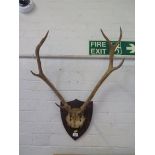 A pair of mounted deer antlers, 80cm high