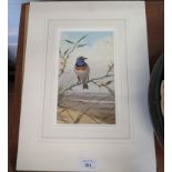 John Cyril Harrison Study of a red spotted bluethroat Watercolour, unframed, signed 22.5cm x 13.5cm