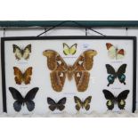 A Framed set of Indian butterflies