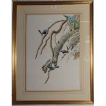 Frank T. Morris (Australian) Australian Fairy Wrens on branches Gouache, signed and dated 1980. 43cm