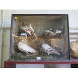 Four varieties of taxidermy pigeons in a single case, case 46.5cm x 58.5cm