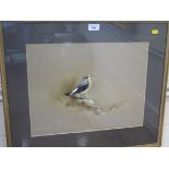 Raymond C. Watson Study of a Wheatear Watercolour and white, signed, The Moorland Gallery label