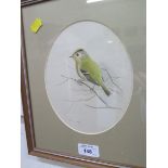 R. David Digby Study of a Goldcrest Watercolour, signed 18cm x 14.5cm
