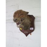 A mounted fox's head, the mount inscribed M.V.R. Dec 10th 1912, 30cm high