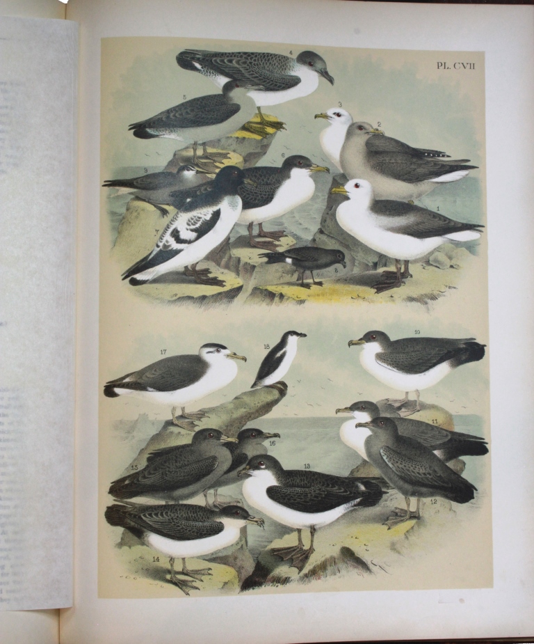 Books: Studer's Popular Ornithology, The Birds of North America by Theodore Jasper; and a folio of - Image 6 of 7