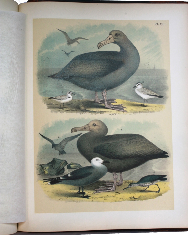 Books: Studer's Popular Ornithology, The Birds of North America by Theodore Jasper; and a folio of - Image 5 of 7