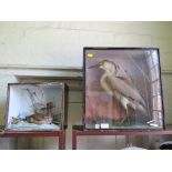 A taxidermy night heron. with DOE label 44cm high, and another