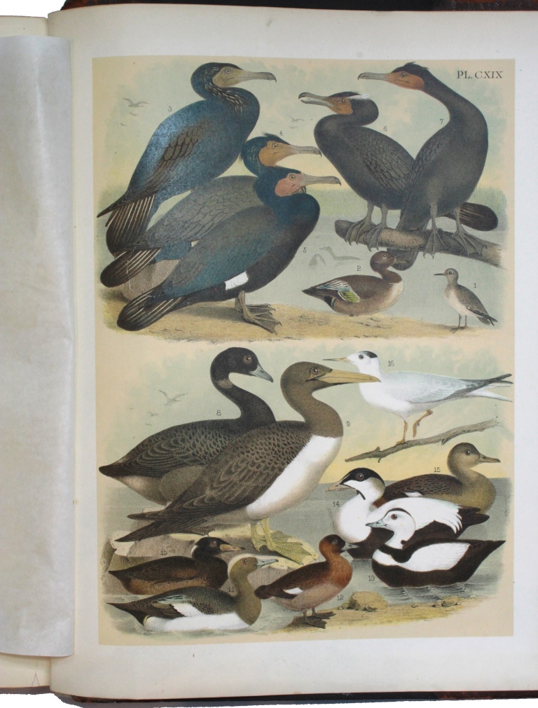 Books: Studer's Popular Ornithology, The Birds of North America by Theodore Jasper; and a folio of - Image 7 of 7