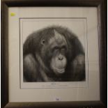 David Dancey Wood Study of orangutan 'Meditation' Limited edition etching 124/495, signed in