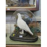 A late 19th century taxidermy Ptarmigan mounted inside a glass dome 41cm high