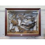 A late 19th century taxidermy group in a parcel gilt mahogany frame including a sparrow hawk, jay,