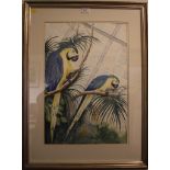 Jean Williams Study of two macaws Watercolour Signed 55cm x 37.5cm