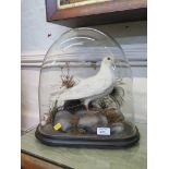 A late 19th century white dove mounted inside a glass dome 36cm high