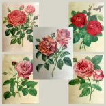 A SET OF FIVE COLOURED PRINTS OF ROSES each 31cm x 23cm (5)