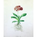 A COLLECTION OF SIX FRAMED BOTANICAL PRINTS by Rory McEwen 39cm x 29cm