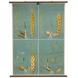 A MID 20TH CENTURY EDUCATIONAL POSTER depicting rye, wheat, barley and oats, the poster printed in