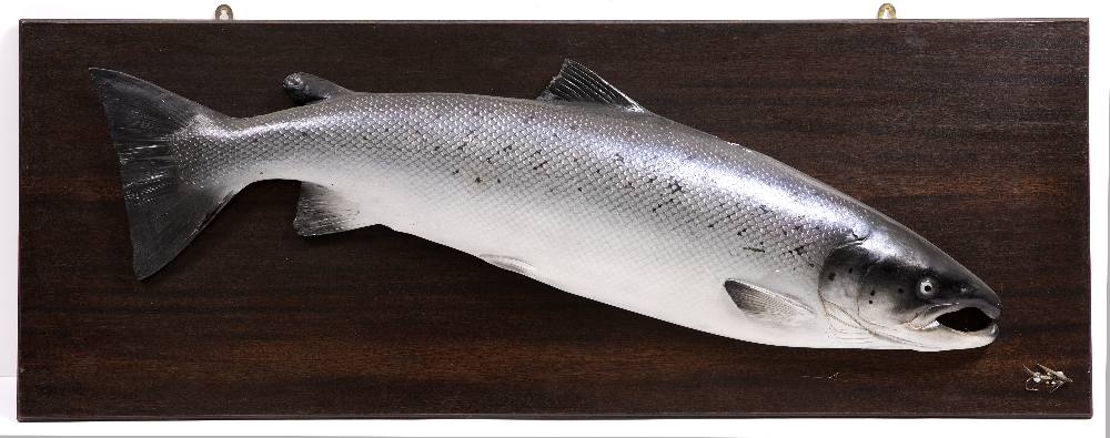 A PAINTED PLASTER MODEL OF A SALMON mounted on a wooden board, the salmon 107cm in length