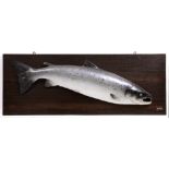 A PAINTED PLASTER MODEL OF A SALMON mounted on a wooden board, the salmon 107cm in length