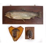 A TAXIDERMIC SEA TROUT mounted on a wooden plaque 62cm in length, a composite model of a salmon's