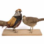 A PAIR OF TAXIDERMY PRESERVED GOLDEN PHEASANTS mounted on a board, approximately 125cm wide x 34cm