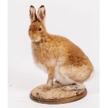 AN ANTIQUE TAXIDERMIC HARE 43cm high