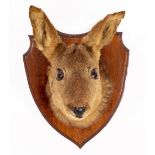 A YOUNG DEER;S HEAD mounted on a hardwood shield, the shield 34cm high