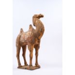 A pottery Bactrian camel Tang dynasty standing four square on rectangular base, body with traces