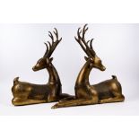 A pair of bronze model recumbent deer 50cm