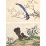 Chinese Company school late 18th Century two pairs of bird studies, 17cm x 25.5cm