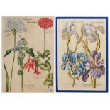 JAN THEODORE DE BRY (1561-1623) Tab CCLXXXV and Tab CXCVI, two hand-coloured botanical engravings