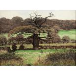 Christopher Compton Hall (b.1930) Oak tree, Hamstead Marshall, 1973 signed and dated (lower right)