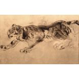 Attributed to Orovida Pissarro (1893-1968) Tiger watercolour 24.5cm x 38.5cm.