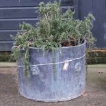 A circular lead planter, planted with rosemary,