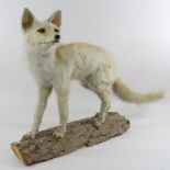 A taxidermy of an albino vixen, on a wooden base,