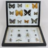 A modern display frame of butterflies, together with a glazed case of insects,