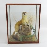 A taxidermy of a stoat, in a glazed display case,