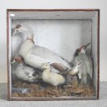 An early 20th century taxidermy group of birds, in a display case,