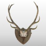 A pair of early 20th century taxidermy deer antlers, mounted on a wooden plaque,