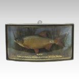 An early 20th century taxidermy roach, naturalistically mounted in a bow front display case,