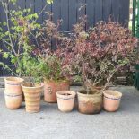 A collection of garden pots,