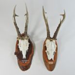 A pair of antlers mounted on a wooden plaque,
