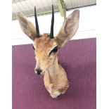 Taxidermy Dik Dik Stuffed Animal Head Shoulder Mount Wall Display.