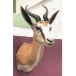 Taxidermy Springbok Stuffed Animal Head Shoulder Mount Wall Display.