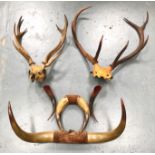 Two Sets of Deer Antlers.