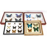 Taxidermy Collection of Framed Butterflies.