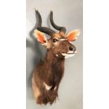 Taxidermy Kudu Stuffed Animal Head Shoulder Mount Wall Display.