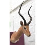 Taxidermy Impala Antelope Stuffed Animal Head Shoulder Mount Wall Display.